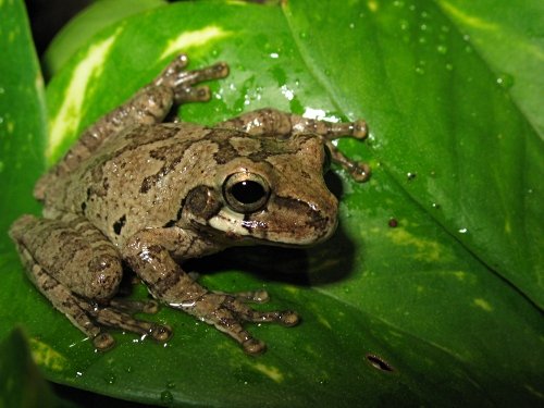 Explore fu frog demo